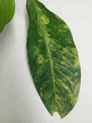Sad Plants