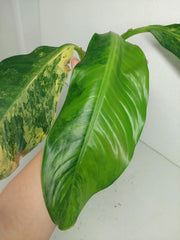 Sad Plants