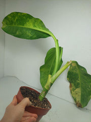 Sad Plants