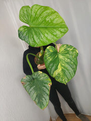 Sad Plants