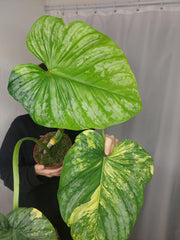 Sad Plants