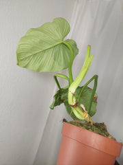 Sad Plants