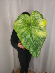 Sad Plants