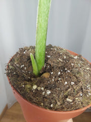 Sad Plants