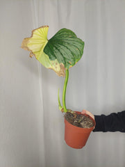 Sad Plants