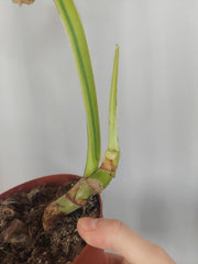 Sad Plants