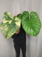Philodendron Mamei Aurea Variegata vergrünt
