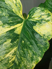 Philodendron Mamei Aurea Variegata vergrünt