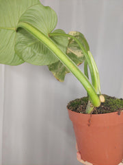 Philodendron Mamei Aurea Variegata vergrünt