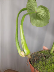 Philodendron Mamei Aurea Variegata vergrünt