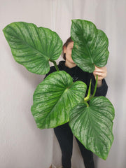 Philodendron Mamei Aurea Variegata vergrünt