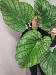 Philodendron Mamei Aurea Variegata vergrünt
