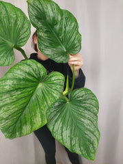 Philodendron Mamei Aurea Variegata vergrünt
