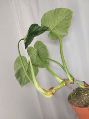 Philodendron Mamei Aurea Variegata vergrünt