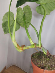 Philodendron Mamei Aurea Variegata vergrünt