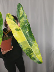 Philodendron Billietiae Variegata XXL
