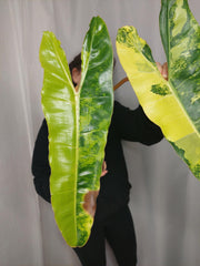 Philodendron Billietiae Variegata XXL