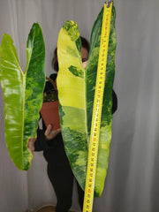 Philodendron Billietiae Variegata XXL