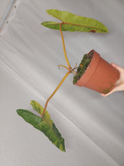 Philodendron Billietiae Variegata XXL