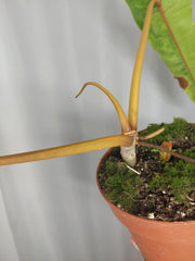 Philodendron Billietiae Variegata XXL