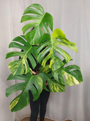 Monstera Aurea