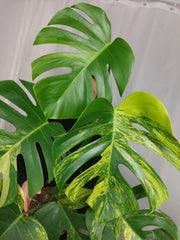 Monstera Aurea