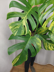 Monstera Aurea