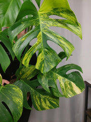 Monstera Aurea