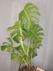 Monstera Aurea