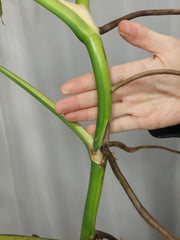 Monstera Aurea