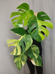 Monstera Aurea