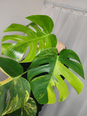 Monstera Aurea