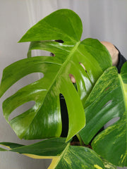 Monstera Aurea