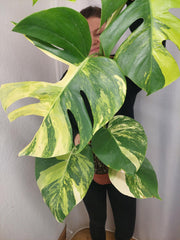Monstera Aurea