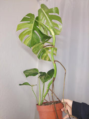 Monstera Aurea
