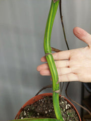 Monstera Aurea