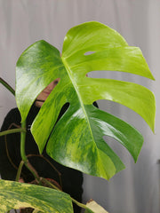 Monstera Aurea