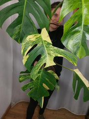 Monstera Aurea