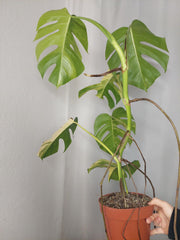 Monstera Aurea