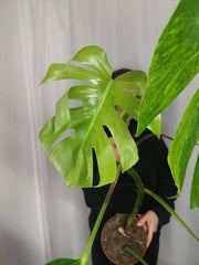 Monstera Aurea
