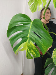 Monstera Aurea