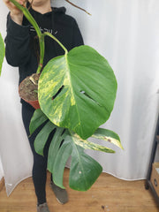 Monstera Aurea