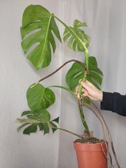 Monstera Aurea