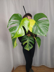 Monstera Aurea