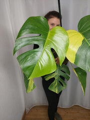 Monstera Aurea