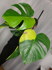 Monstera Aurea