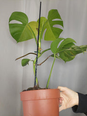 Monstera Aurea