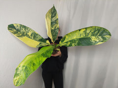 Dieffenbachia Big Ben Aurea