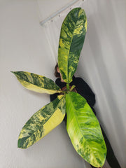 Dieffenbachia Big Ben Aurea
