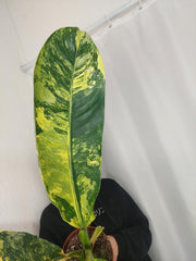 Dieffenbachia Big Ben Aurea